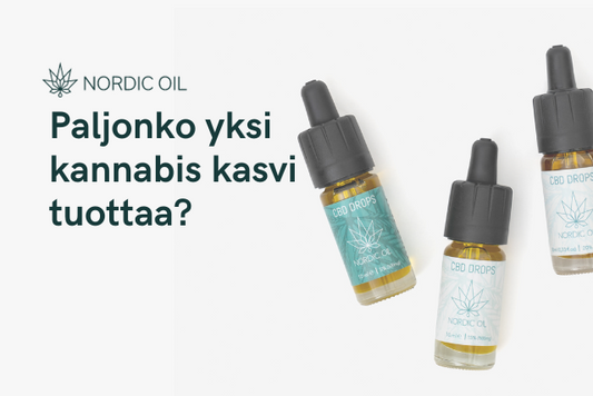 Paljonko yksi kannabis kasvi tuottaa?