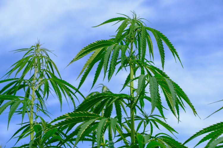 5 korkean CBD-pitoisuuden kantaa, jotka auttavat sinua rentoutumaan