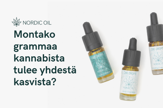 Montako grammaa kannabista tulee yhdestä kasvista?