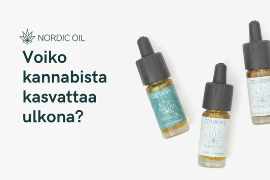 Voiko kannabista kasvattaa ulkona?