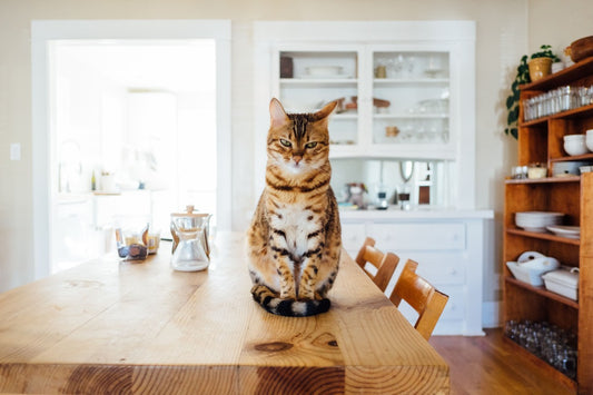 Cat sitting on the table