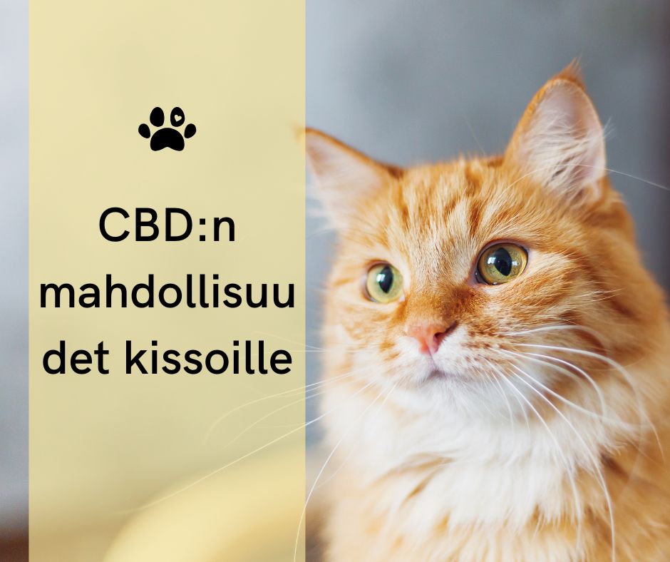 CBD-öljy kissojen kasvainten hoidossa