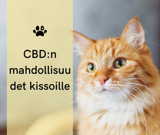 CBD-öljyn yliannostus kissoilla: Oireet ja ensiapu