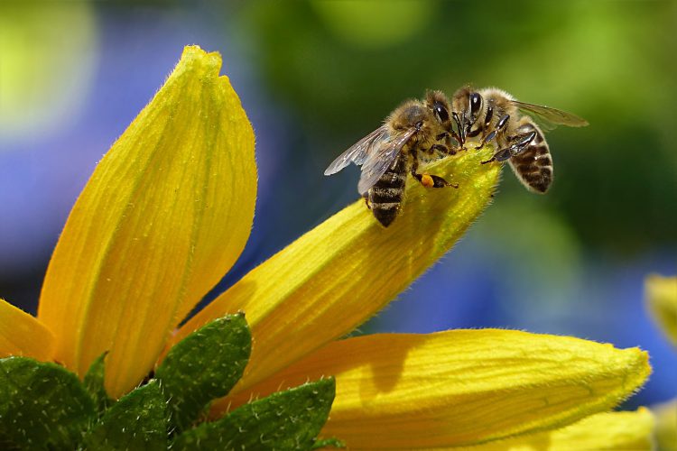 Voivatko mehiläiset tuottaa kannabis-hunajaa?