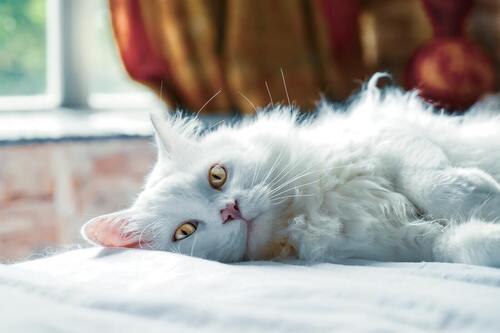 Valkoinen kissa makaa valkoisella sängyllä.