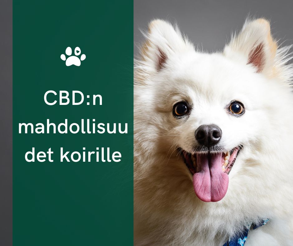 cbd koirille