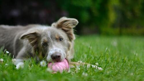 Koira makaa nurmikolla ja puree vaaleanpunaista palloa.
