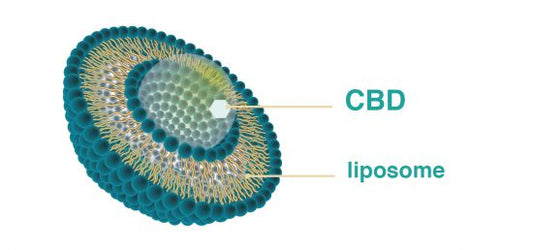 Voivatko liposomit toimittaa CBD:n tehokkaammin?