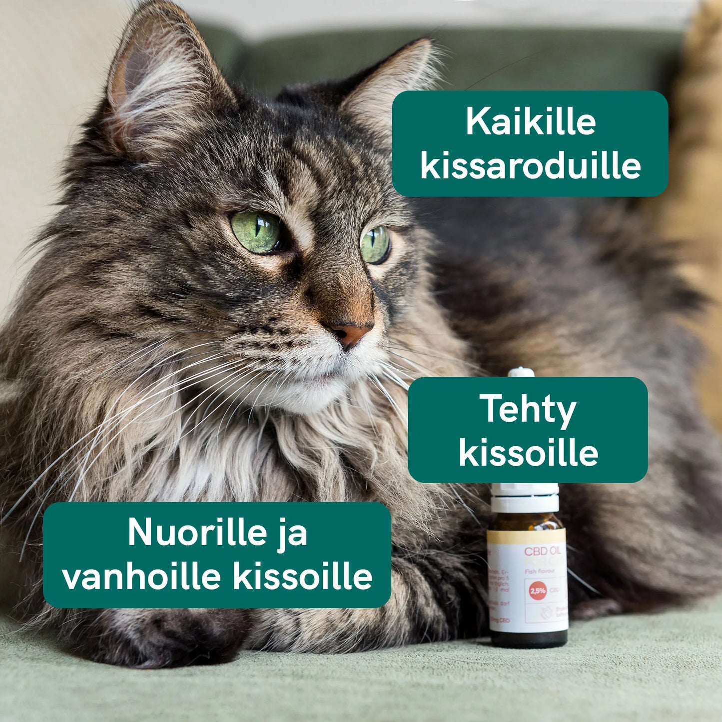 CBD-öljy Kissoille - Kala (2,5%)