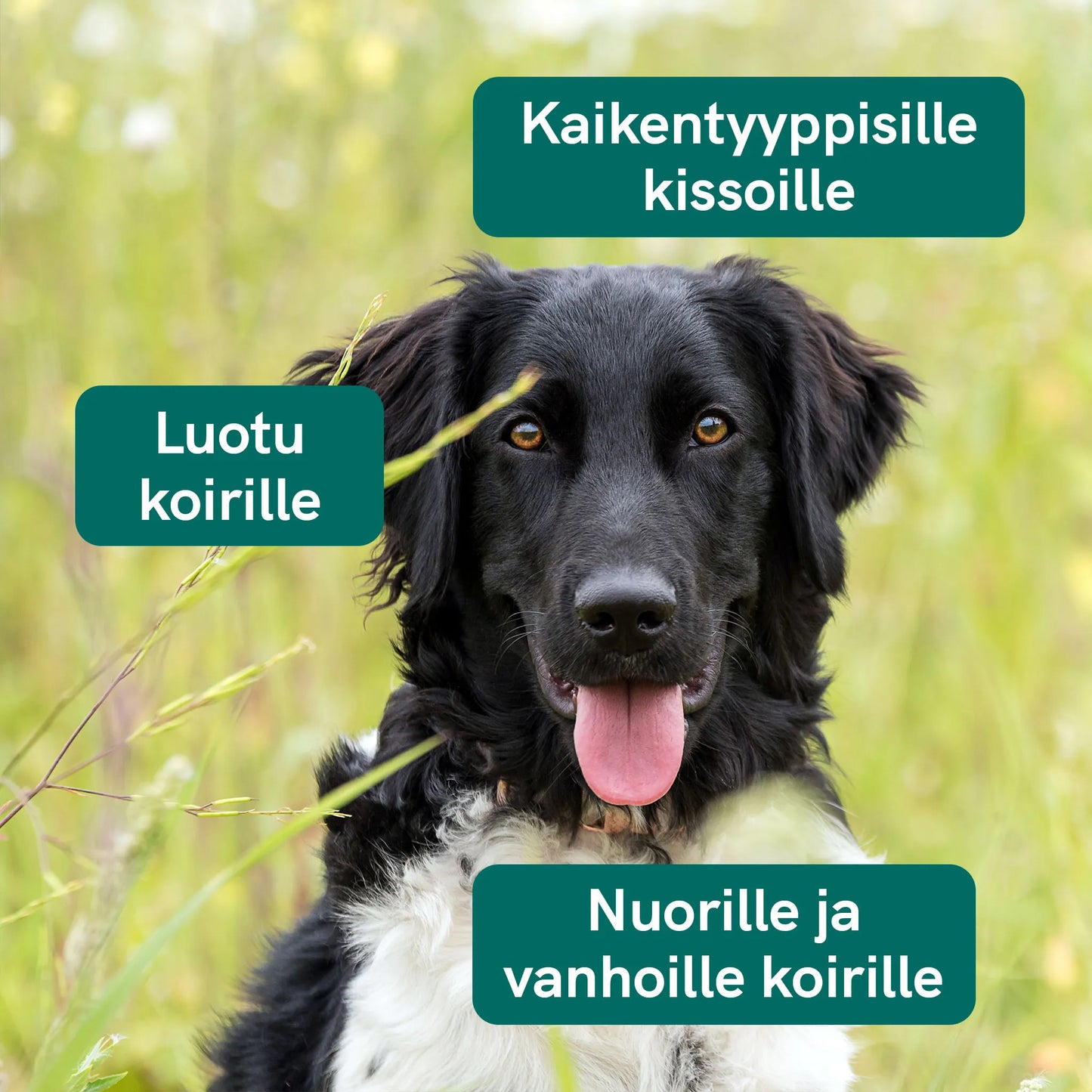 3FOR2: CBD-öljy Koirille - Nauta - (4%)