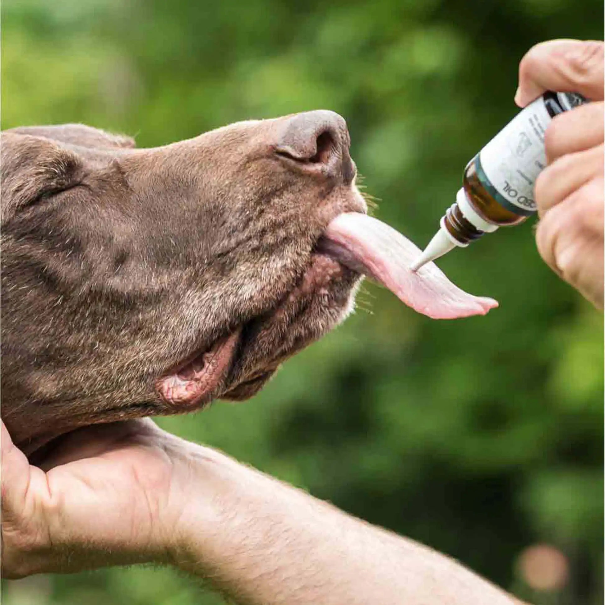 CBD-öljy (4 %) koirille naudanlihan makuisena - taustalla on koira.